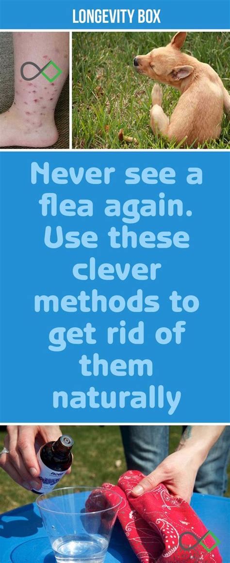 Are fleas clever?