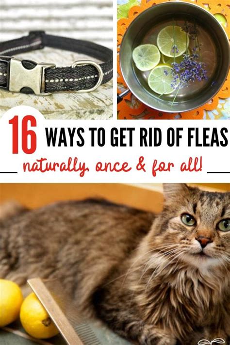Are fleas hard to get rid of?