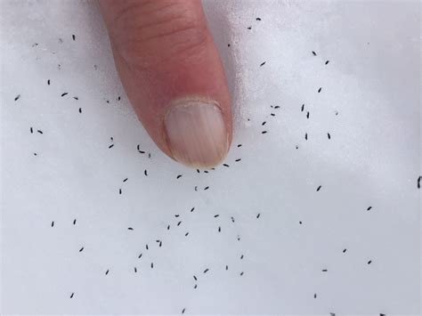 Are fleas little black dots?