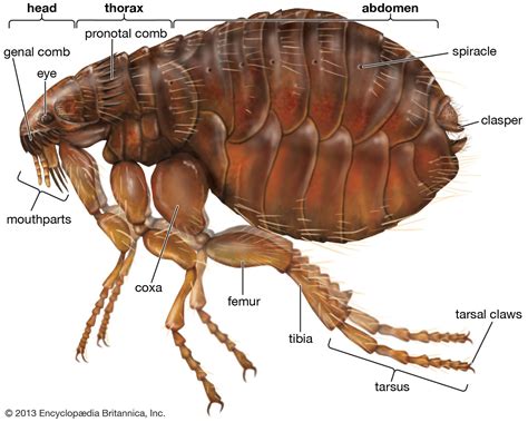 Are fleas male or female?