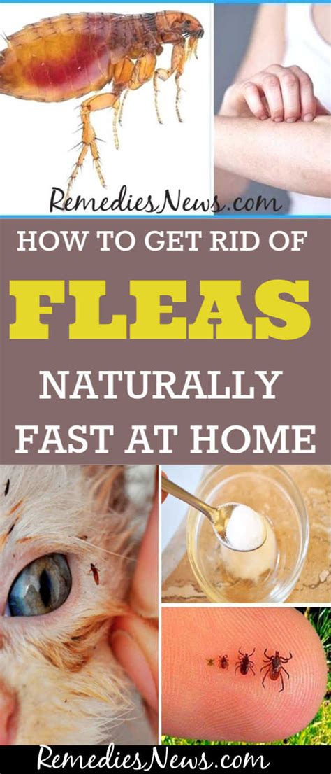 Are fleas the hardest to get rid of?