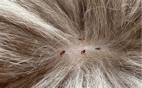 Are fleas visible to the human eye?