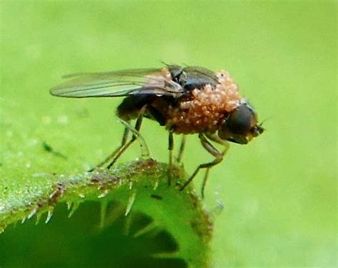 Are flies a parasite?