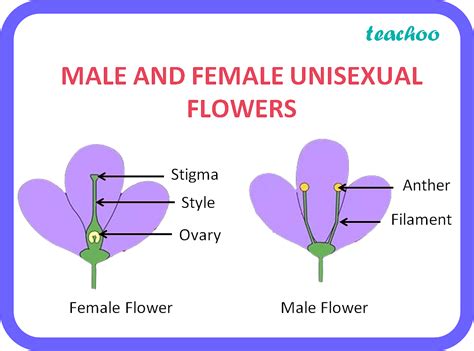 Are flowers genderless?