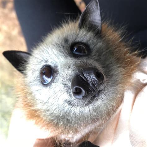 Are fox bats smart?