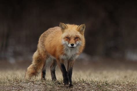 Are foxes aggressive?