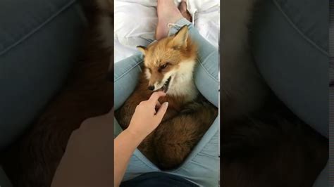Are foxes playful with humans?