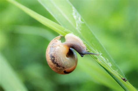 Are garden slugs poisonous?