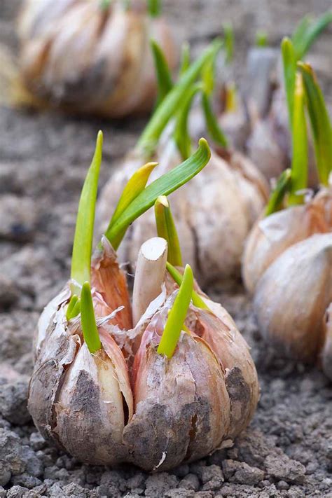 Are garlic bulbs still good if they sprout?