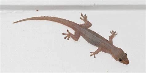 Are geckos OK in the house?