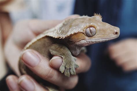 Are geckos OK to hold?