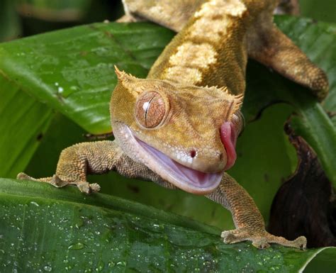 Are geckos deaf?