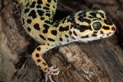 Are geckos good pets?