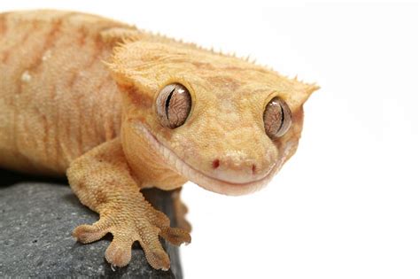 Are geckos happy alone?