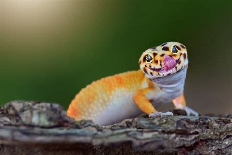 Are geckos happy as pets?