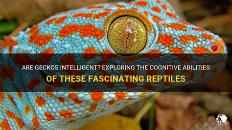Are geckos intelligent?