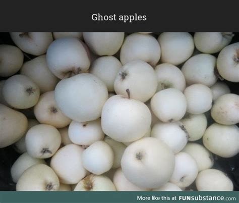 Are ghost apples edible?