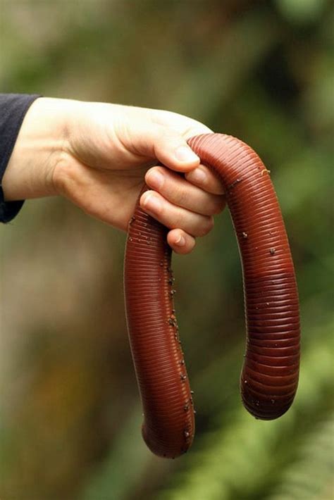 Are giant earthworms real?