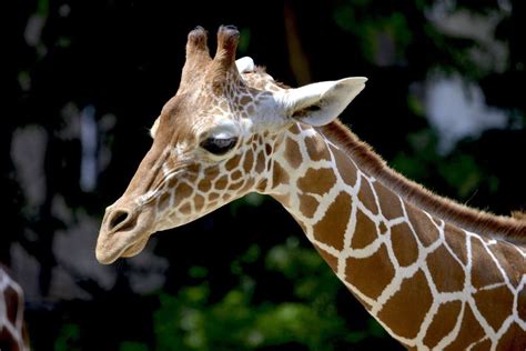 Are giraffes smart?