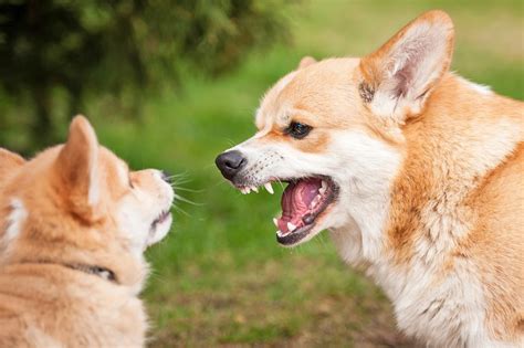 Are girl dogs aggressive?