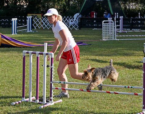 Are girl dogs harder to train?
