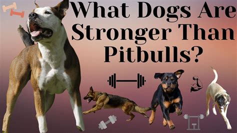 Are girl dogs stronger?