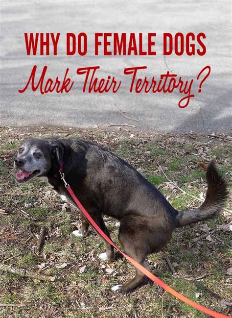 Are girl dogs territorial?