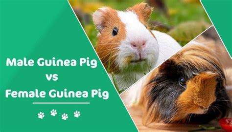 Are girl or boy guinea pigs nicer?