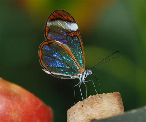 Are glass butterflies real?