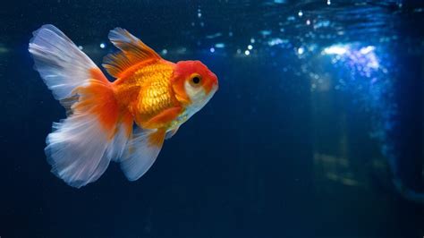 Are goldfish OK in the dark?
