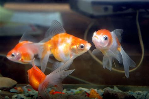 Are goldfish aggressive?