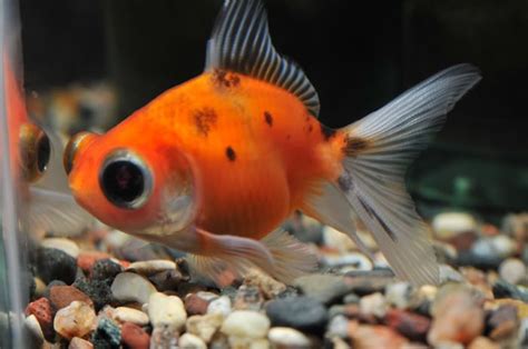 Are goldfish cute?