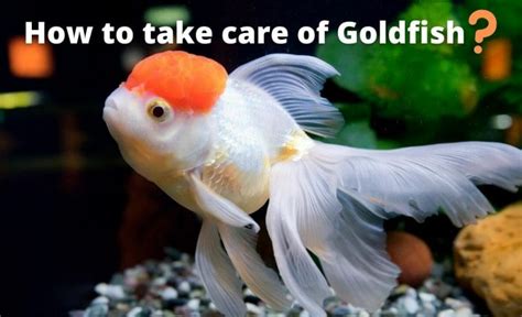 Are goldfish easy to take care of?