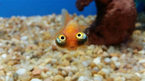 Are goldfish fun pets?