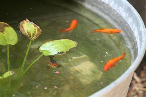 Are goldfish happy in a pond?
