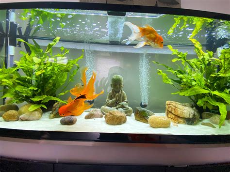 Are goldfish happy in a tank?