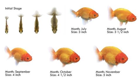 Are goldfish hard to breed?