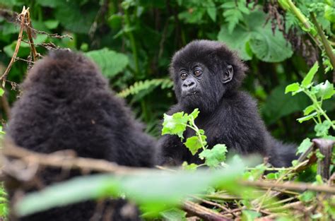 Are gorillas going extinct?