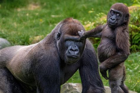 Are gorillas kind to humans?