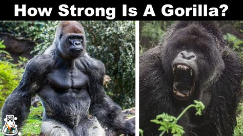 Are gorillas stronger than Hulk?