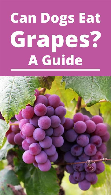 Are grapes good for pets?