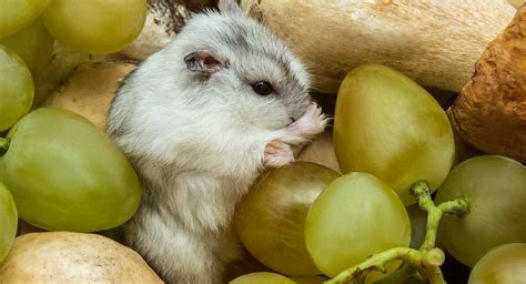 Are grapes poisonous to hamsters?