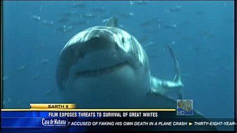 Are great whites intelligent?