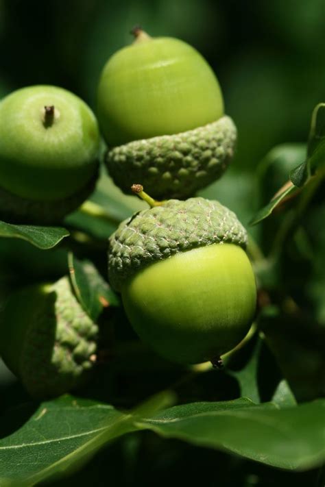 Are green acorns rare?