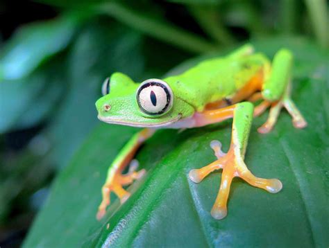 Are green frogs rare?