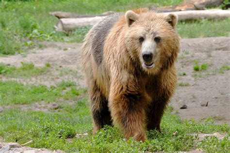 Are grizzly bears near Toronto?