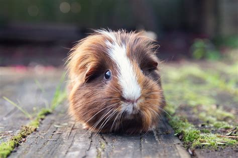 Are guinea pigs good pets?