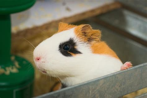 Are guinea pigs noses supposed to be wet?