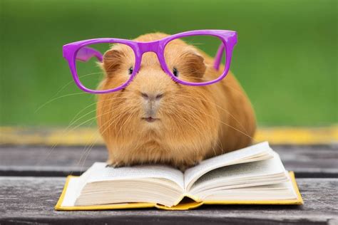 Are guinea pigs smart?