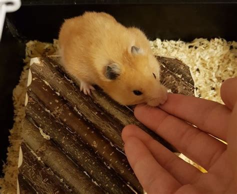 Are hamster bites OK?
